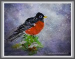 Robin in Winter